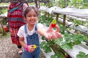 Aidilbadri Strawberries Cafe & Farm