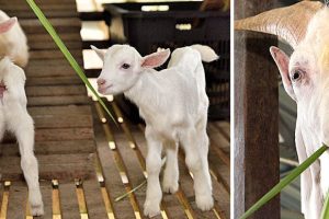 Saanen Dairy Goat Farm