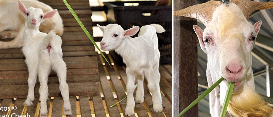 Saanen Dairy Goat Farm 1 saanen dairy goat farm
